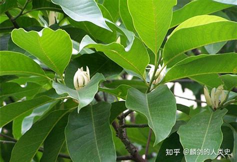 含笑花|【植物界全系列】木兰科—木兰亚科（下）：含笑花